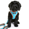 DOOG Neoflex Neoprene Beethoven Neon Blue and Orange Dog Harness Extra Large^^^