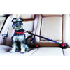 EZYDOG CLICK ADJUSTABLE CAR RESTRAINT - Habitat Pet Supplies Altona & Chirnside Park