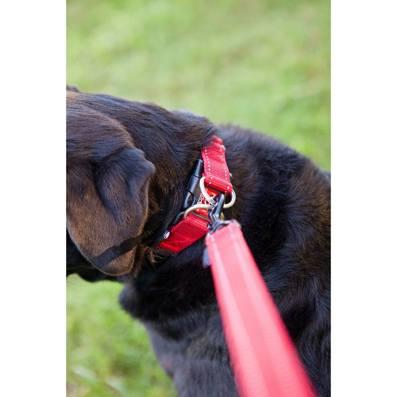 EZYDOG COLLAR DOUBLE UP BLUE MEDIUM - Habitat Pet Supplies Altona & Chirnside Park