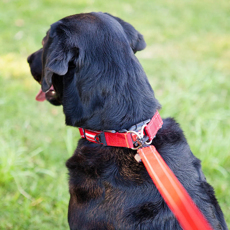 EzyDog Double Up Dog Collar Pink Small^^^