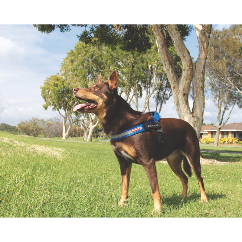 EzyDog Express Red Dog Harness Small<3 <3 <3