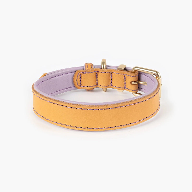 EzyDog Oxford Leather Dog Collar Blonde and Lilac Extra Small^^^