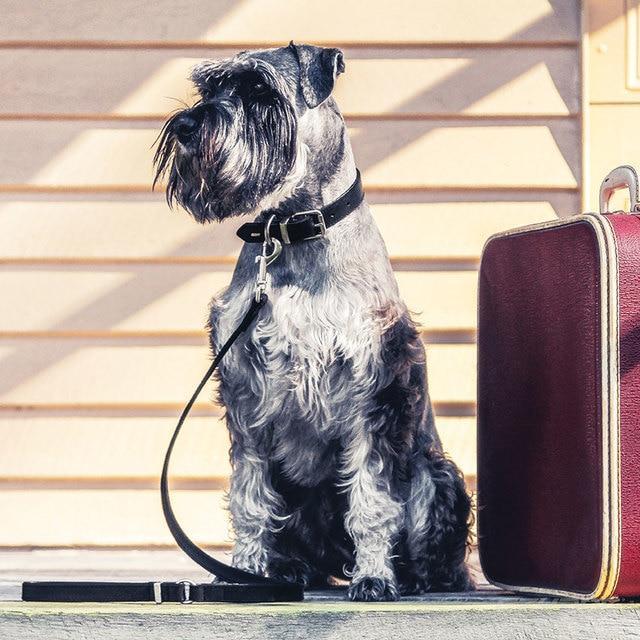 EzyDog Oxford Leather Dog Collar Brown Extra Small<3 <3 <3