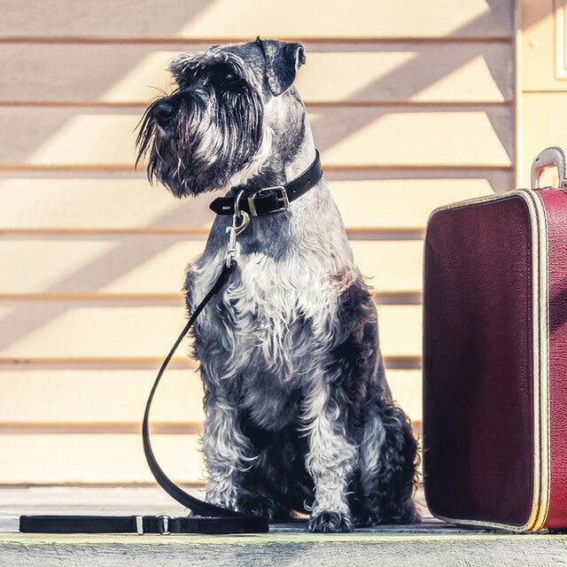 EzyDog Oxford Leather Dog Lead Brown