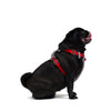 EzyDog X Link Black Dog Harness Extra Large^^^