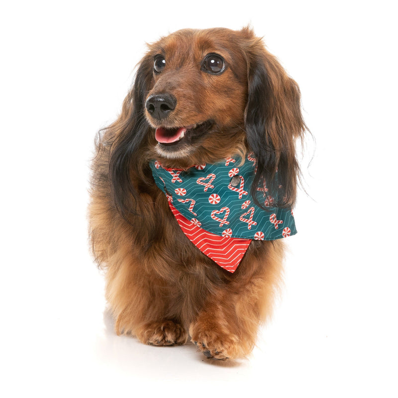 FuzzYard Christmas I Heart Candy Canes Dog Bandana and Bow Tie Set Medium to Large***