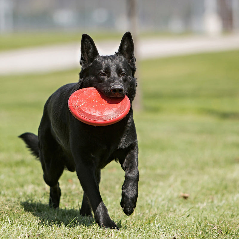 KONG Classic Flyer Dog Toy