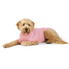 Kazoo Apparel Posy Dog Jumper Intermediate Medium***