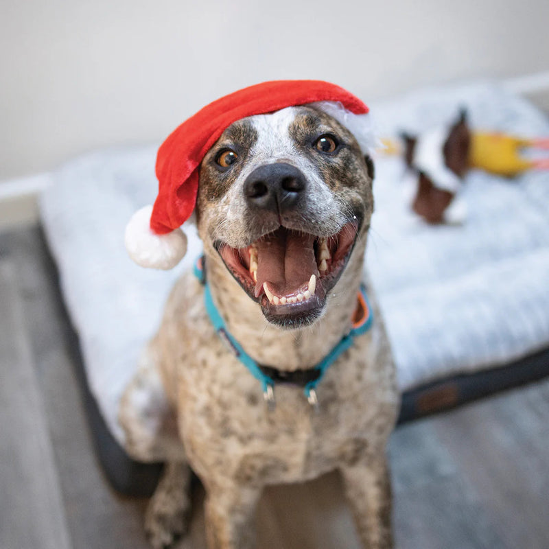 Kazoo Christmas Santa Paws Hat Large***