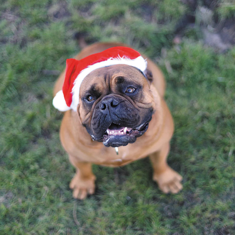 Kazoo Christmas Santa Paws Hat Small***