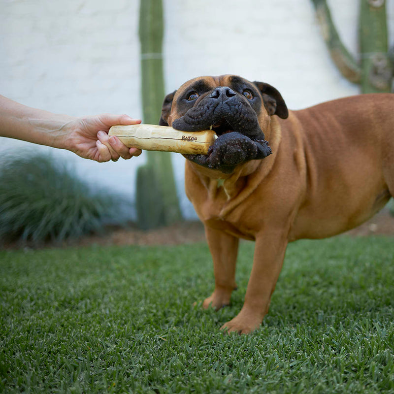 Kazoo Dental Chew Coffee Wood Stick Small^^^