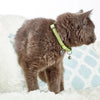 Max & Molly Kiwi Smart ID Cat Collar