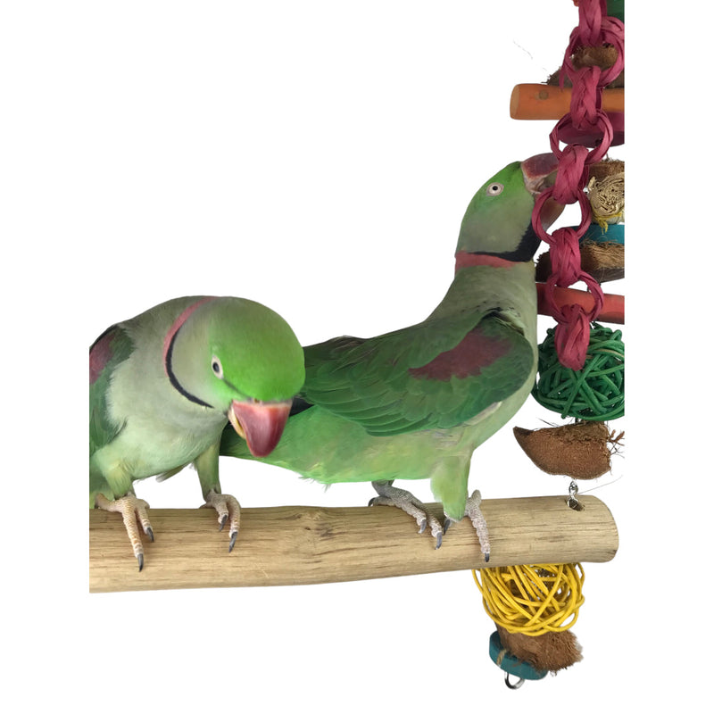 Ninos Java Giant Swing for Birds