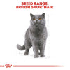 Royal Canin Cat British Shorthair Adult Dry Food 10kg*~*