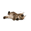 Royal Canin Maine Coon Kitten Dry Food 2kg<3 <3 <3