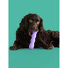 Yomp ToothBuddy BPA Free Food Grade Silicone Dog Toy