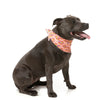 FuzzYard Cooling Bandana Two Cans Small Medium***