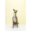 Gummi Bling Medium Yellow Dog Collar***