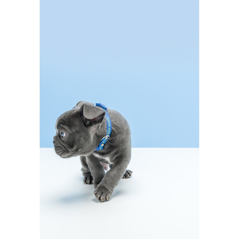 Gummi Slick Small Blue Dog Collar***