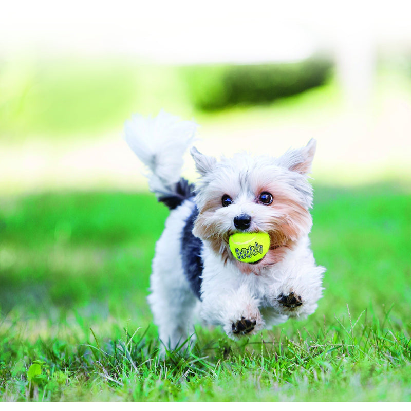 KONG AIRDOG SQUEAKER BALLS MEDIUM - Habitat Pet Supplies Altona & Chirnside Park