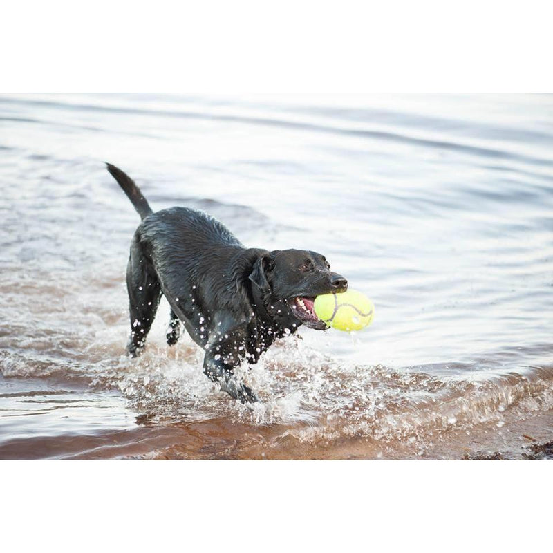 KONG AIRDOG SQUEAKER DUMBBELL MEDIUM - Habitat Pet Supplies Altona & Chirnside Park