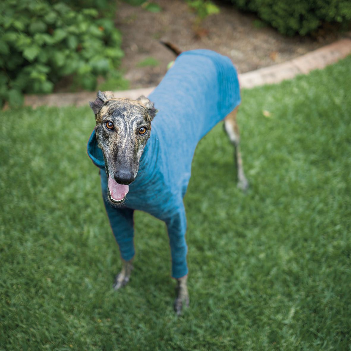 Greyhound jumpers top