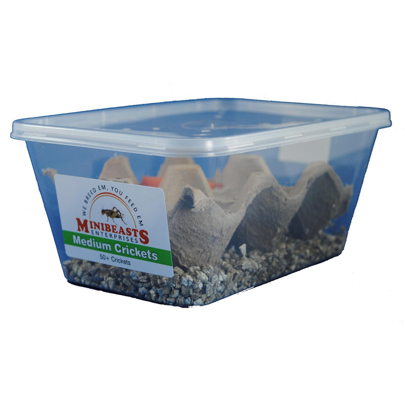 Minibeasts Crickets Tub Medium-Habitat Pet Supplies