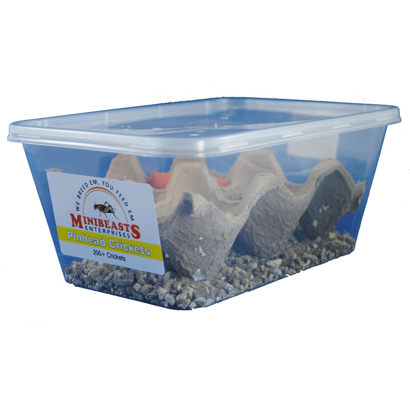 Minibeasts Crickets Tub Pinhead-Habitat Pet Supplies