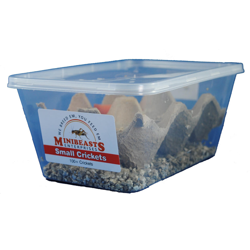 Minibeasts Crickets Tub Small-Habitat Pet Supplies