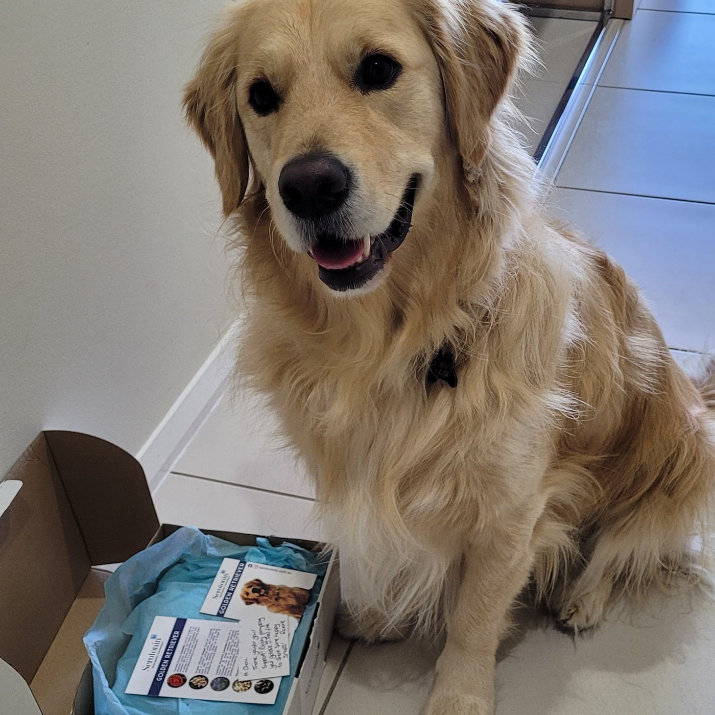 Golden retriever outlet conditioner