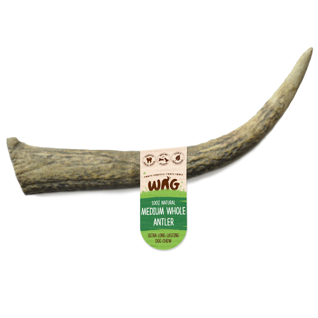 Wag Whole Antler Medium Dog Chew Treat^^^-Habitat Pet Supplies